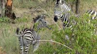 Südafrika -Kruger Nationalpark - Steppenzebras