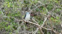 Südafrika -Kruger Nationalpark - Eisvogel