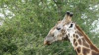 Südafrika -Kruger Nationalpark -  älterer Giraffen Mann