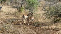 Südafrika -Kruger Nationalpark -  Impalas