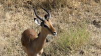 Südafrika -Kruger Nationalpark -  Impala