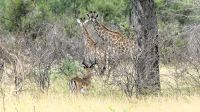 Südafrika -Kruger Nationalpark -  Safari