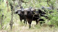 Südafrika -Kruger Nationalpark -  Was guckst Du?