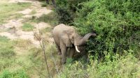 Südafrika -Kruger Nationalpark -  Safari
