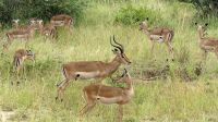 Südafrika -Kruger Nationalpark -  Safari