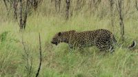 Südafrika -Kruger Nationalpark -  Leopard