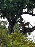 Südafrika -Kruger Nationalpark -  Leopard