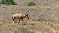 Südafrika - Safari im ADDO - Hartebeest oder Kuhantilope