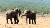 Südafrika - Safari im ADDO