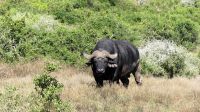 Südafrika - Safari im ADDO