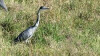 Südafrika - Safari im ADDO