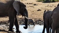 Südafrika - Safari im ADDO