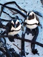 Südafrika - False Bay - Pinguin Kolonie am Boulder`s Beach