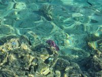 Unterwasserwelt von Makadi Bay am Roten Meer