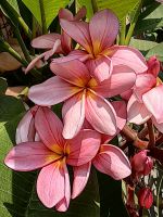 Blüten des Frangipanibaumes, aus den weißen wird Parfüm hergestellt