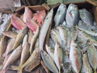 Hurghada (Alter Markt)