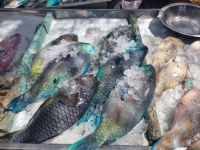 Hurghada (Alter Markt)