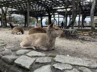 Rundgang auf Miyajima Island 