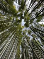 Bambuswald am Fushimi Inari Taisha