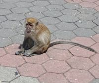 Batu Caves