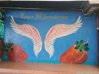 Cameron Highlands - Erdbeerfarm