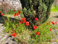 Rom. Primavera - Frühling