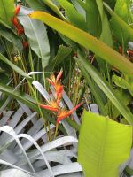 Singapur - Botanischer Garten