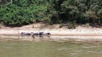 Taman Negara Nationalpark - Wasserbüffel