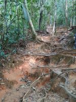 Taman Negara Nationalpark - Wanderung Terisek Hill