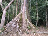 Taman Negara Nationalpark 