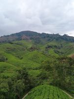 Cameron Highlands - BOH Teeplantage