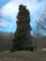 DSCN8454.JPG    Mammutbaum  am Königsstuhl