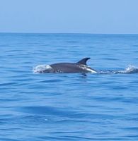 74 Delphine in Sicht