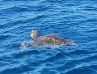 76 Meeresschildkröte