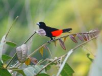 175 Herrliche Vogelwelt Costa Ricas