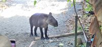 179 erste Tapirbegegnung