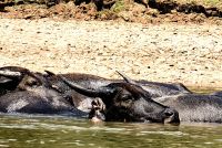 Die Wasserbüffel nehmen ein kühlendes Bad im Fluß