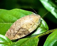 La Cucaracha, la Cucaracha, Schabenart im Taman Negara Nationalpark