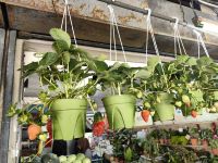 Erdbeeren zum Aufhängen in den Cameron Highlands