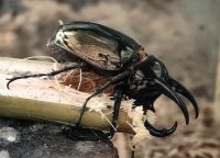 Dreihornkäfer (Chalcosoma atlas), Riesenkäfer auf der Schmetterlingsfarm
