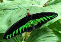 Trogonoptera brookiana, Riesenschmetterling auf der Schmetterlingsfarm in den Cameron Highlands