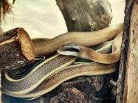 Schönnatter in der Schmetterlingsfarm der Cameron Highlands