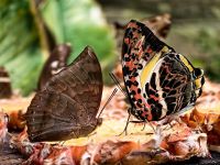 Man ißt gemeinsam, Schmetterlingsfarm in den Cameron Highlands