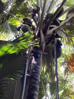 Coco de Mer