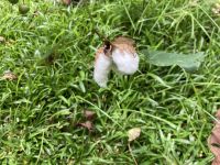 Früher hier häufig anzutreffen - Baumwolle