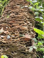 Pilz bewachsener Stamm