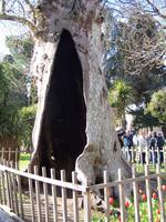 Hohler Baum im Topkapi Serail Palast