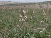 Unberührte Maggia bei Matera