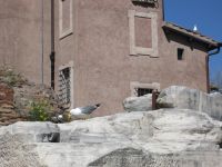 Nistplatz für Seemöwen auf 2000 Jahre alten Steinen