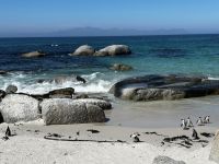 Kapstadt: Boulders Bay 